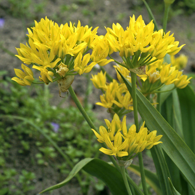 Allium Moly Golden Garlic