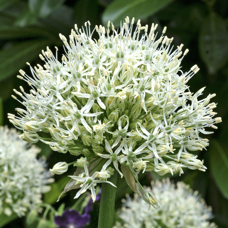 Allium Mount Everest