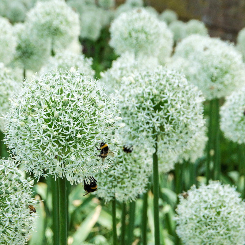 Allium Mount Everest