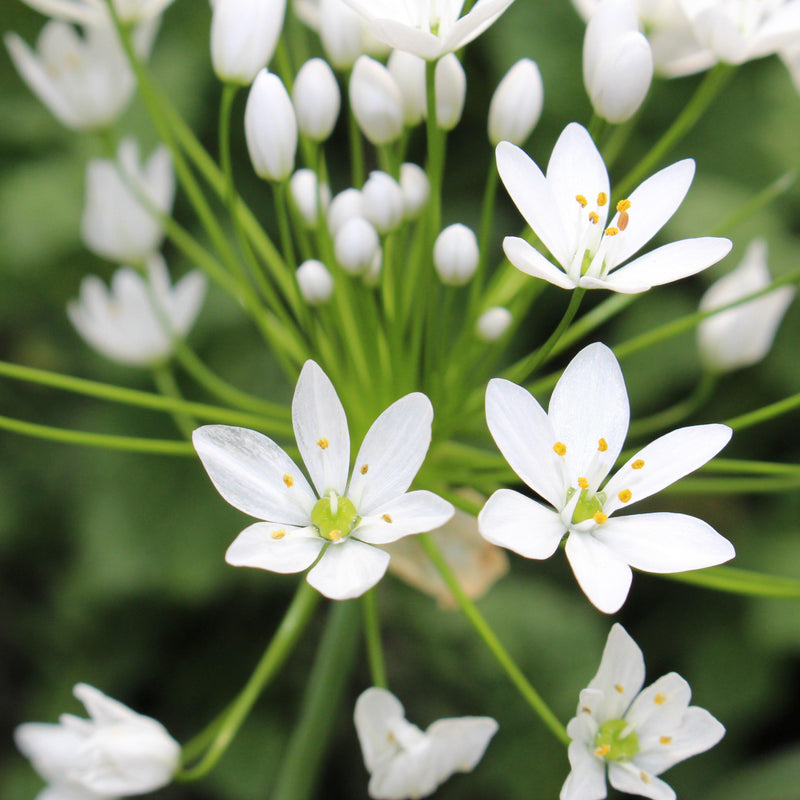 Allium Playful Party Mix