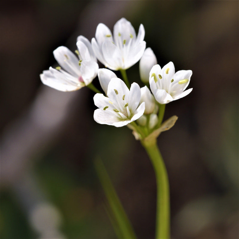 Allium Neapolitanum (Naples Garlic)