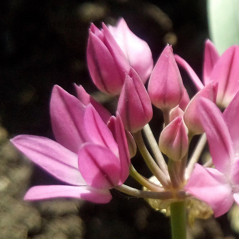 Allium Oreophilum