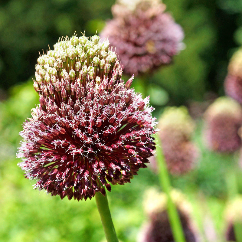 Allium Red Mohican