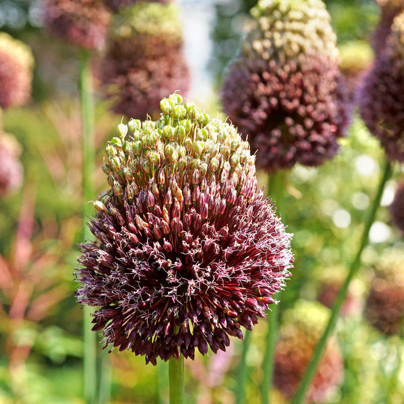 Allium Red Mohican