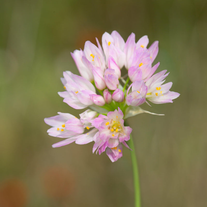 Allium Roseum (Rosy Garlic)