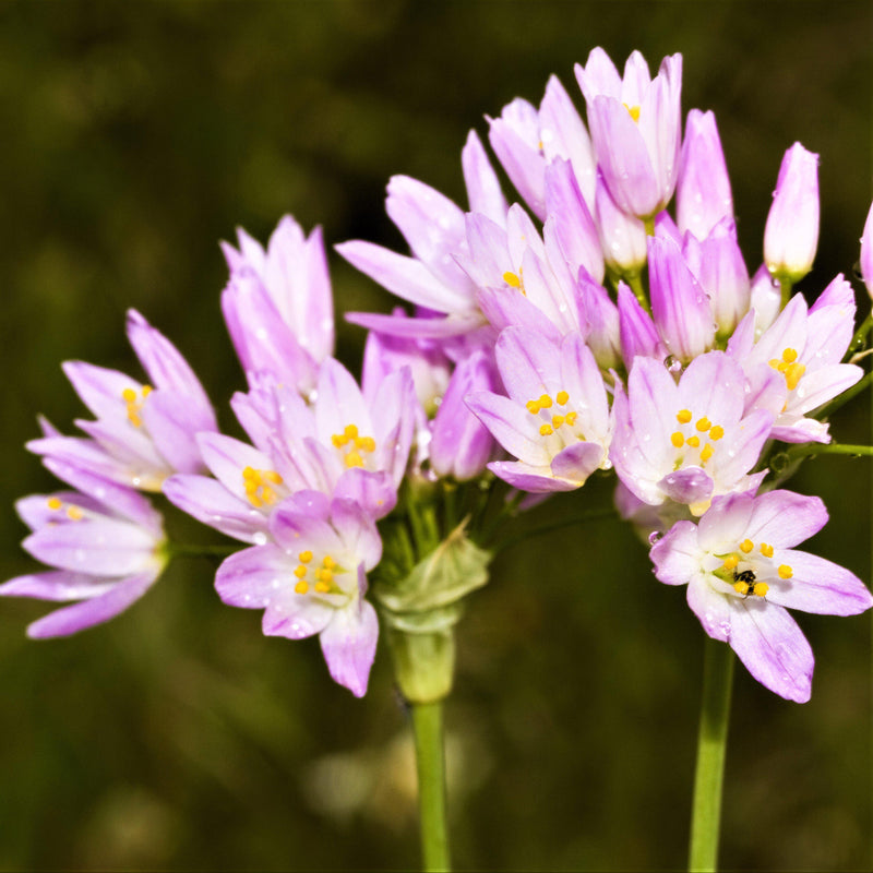 Allium Roseum (Rosy Garlic)