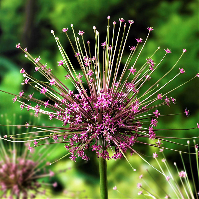 Allium Schubertii