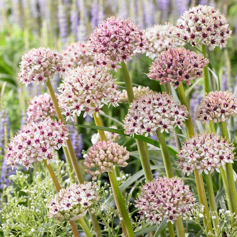 Allium Silver Spring