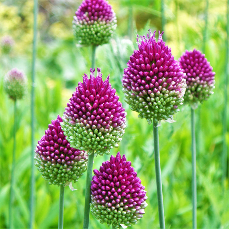 Allium Garden Sprinkles Collection