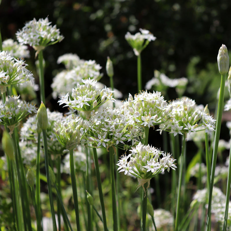 Allium Tuberosum (Edible Garlic Chives)