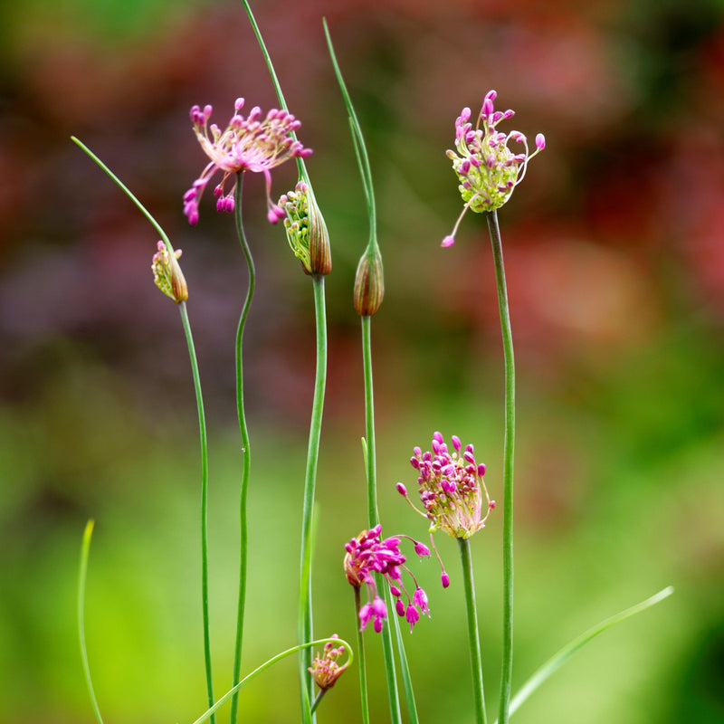 Allium Vineale 'Dready'