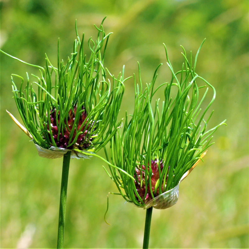 Allium Vineale 'Dready'