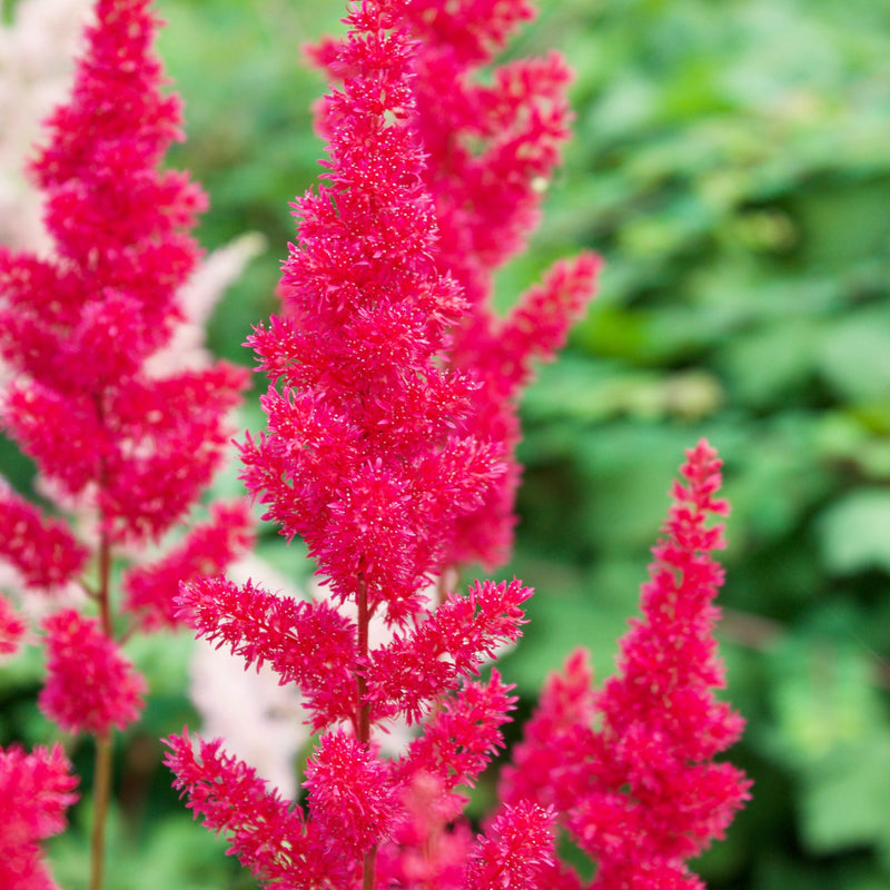 Astilbe Younique Carmine