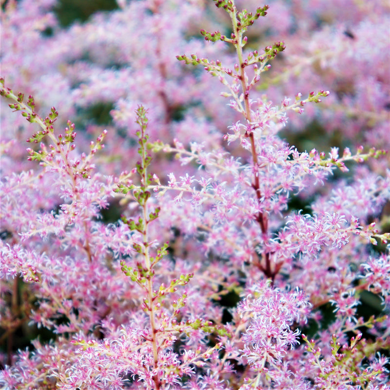 Astilbe Amethyst