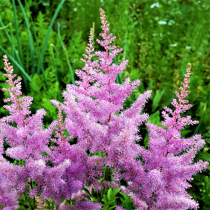 Astilbe Amethyst