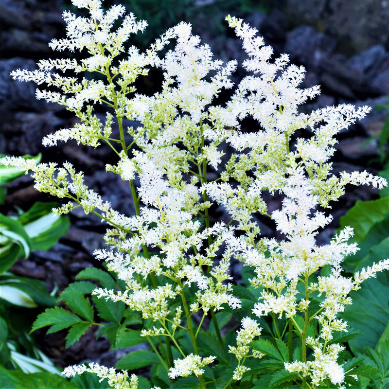 Astilbe Bridal Veil