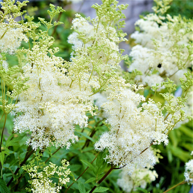 Astilbe Bridal Veil