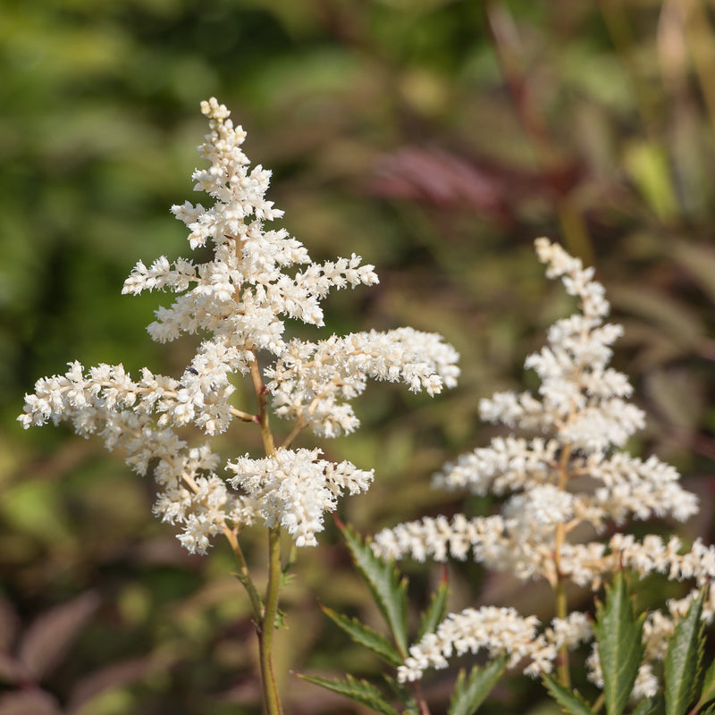 Astilbe Deutschland