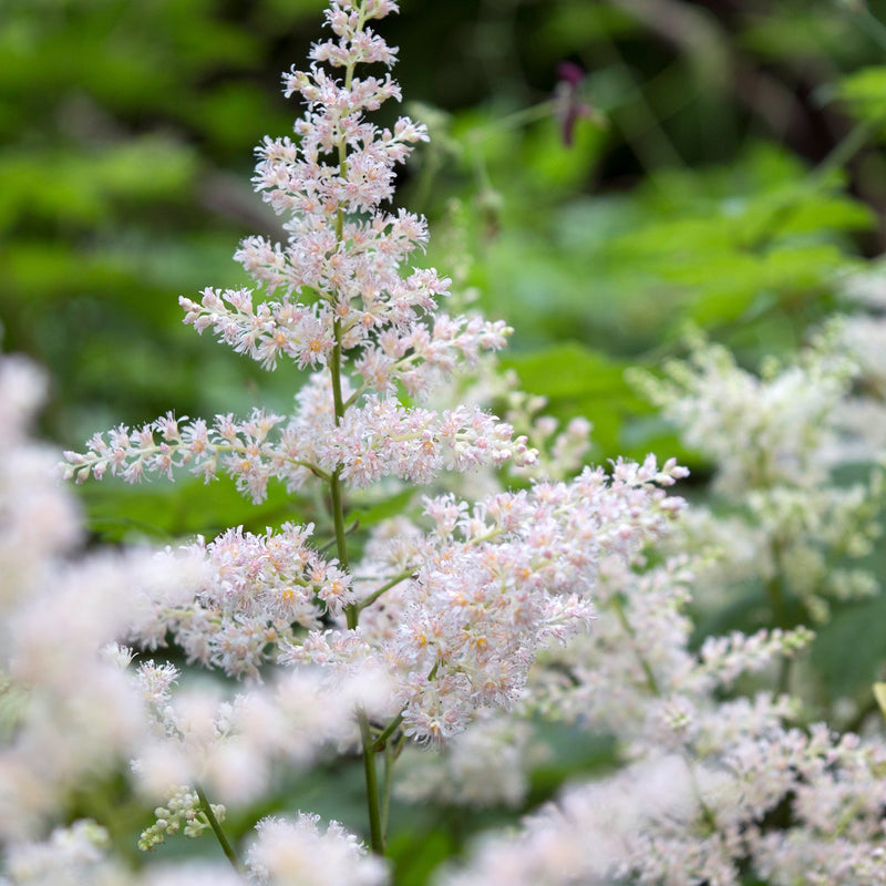 Astilbe Deutschland