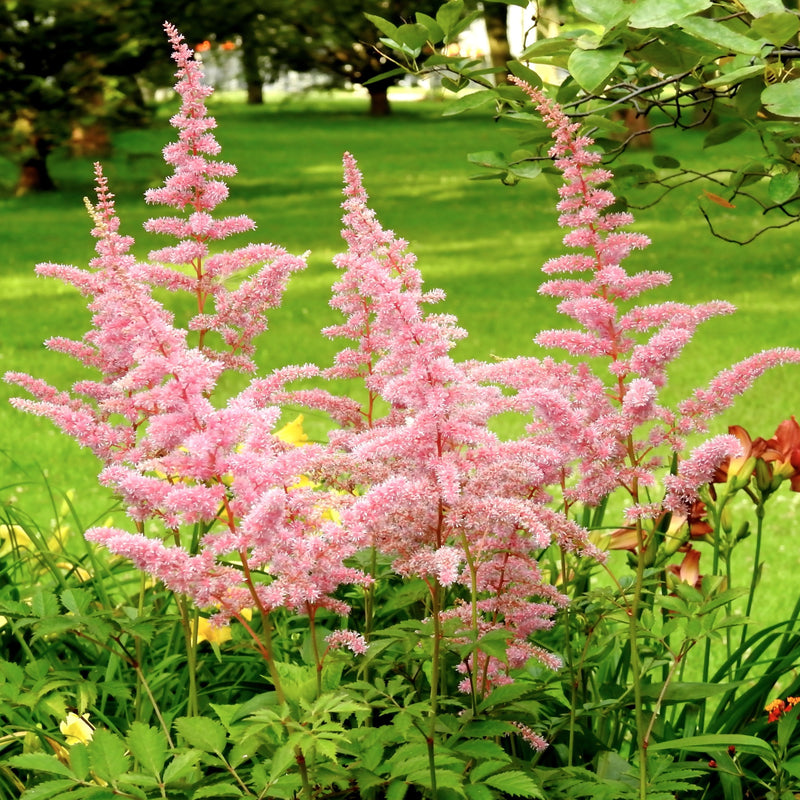 Astilbe Europa