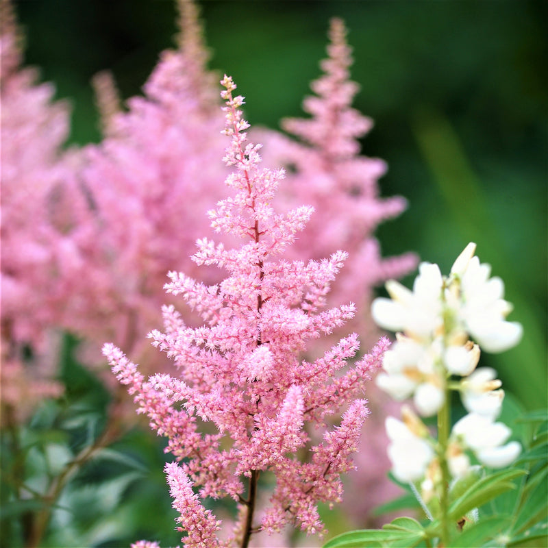 Astilbe Europa