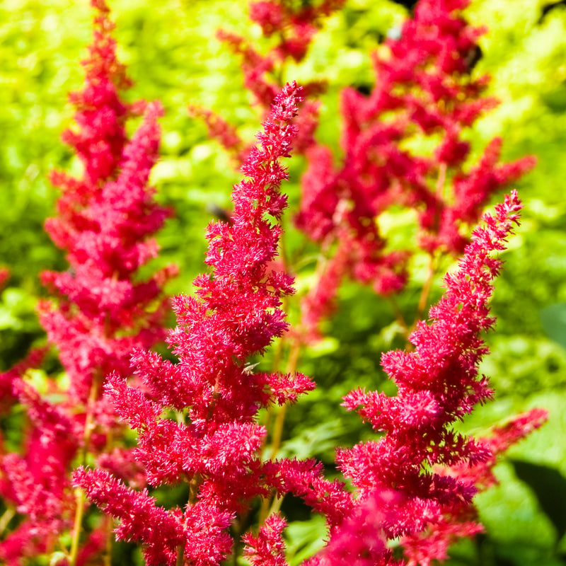 Astilbe Fanal