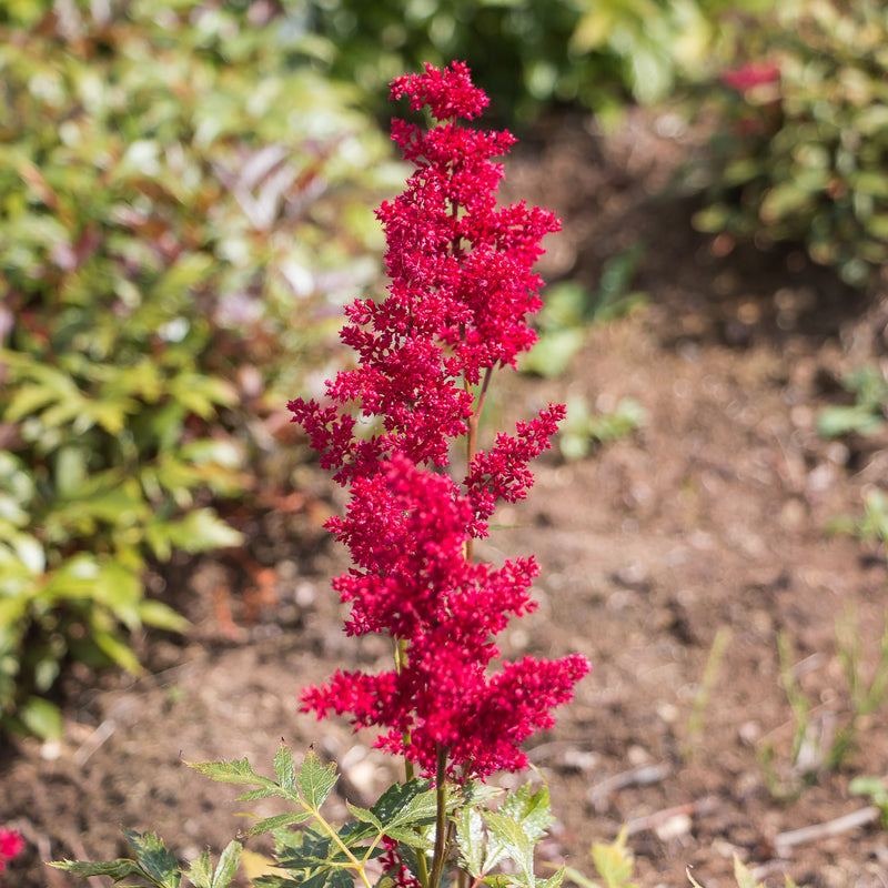 Astilbe Fanal