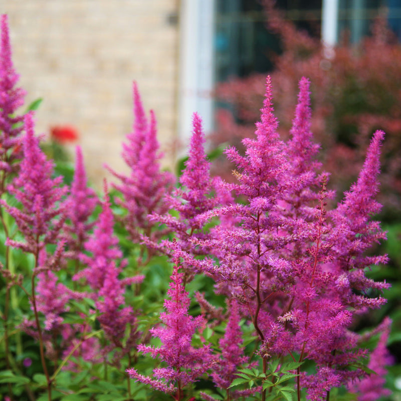 Astilbe Maggie Daley