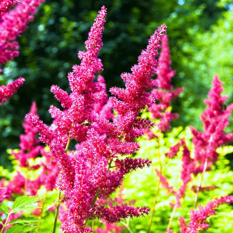 Astilbe Maggie Daley