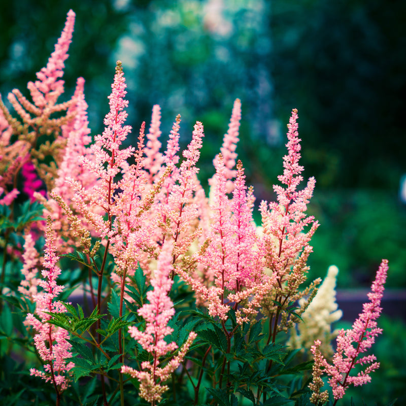 Astilbe Peach Blossom