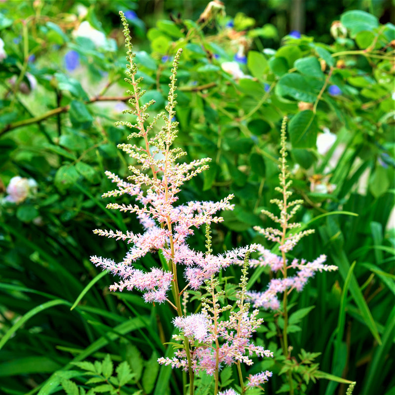 Astilbe Peach Blossom