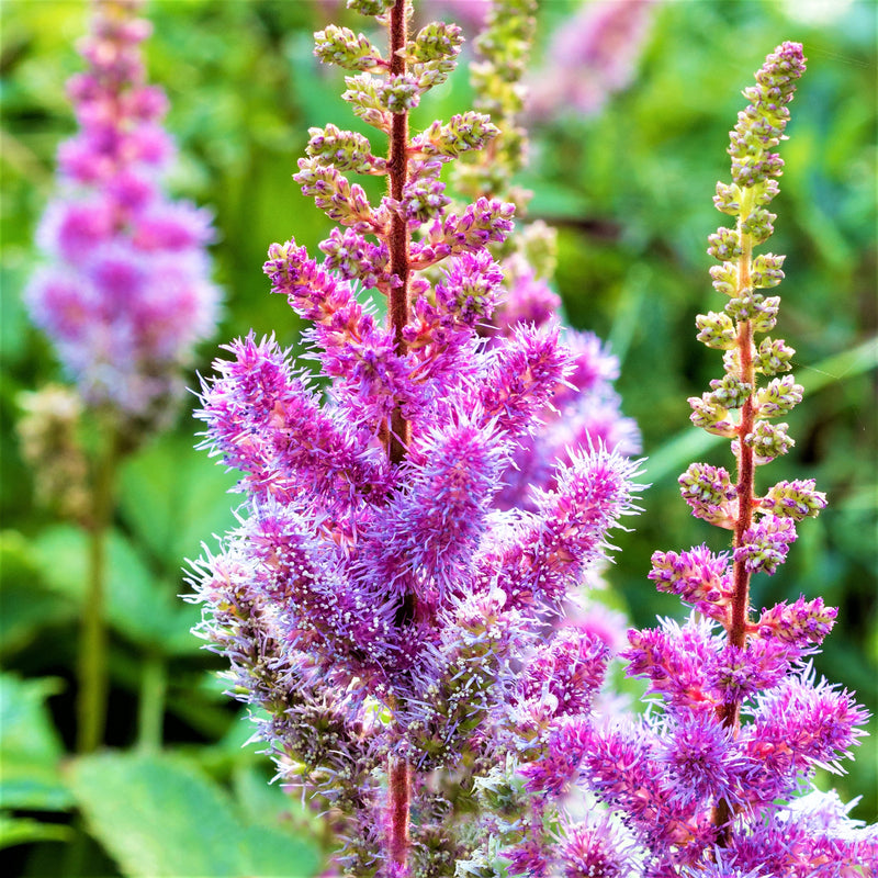 Astilbe Purple Lance