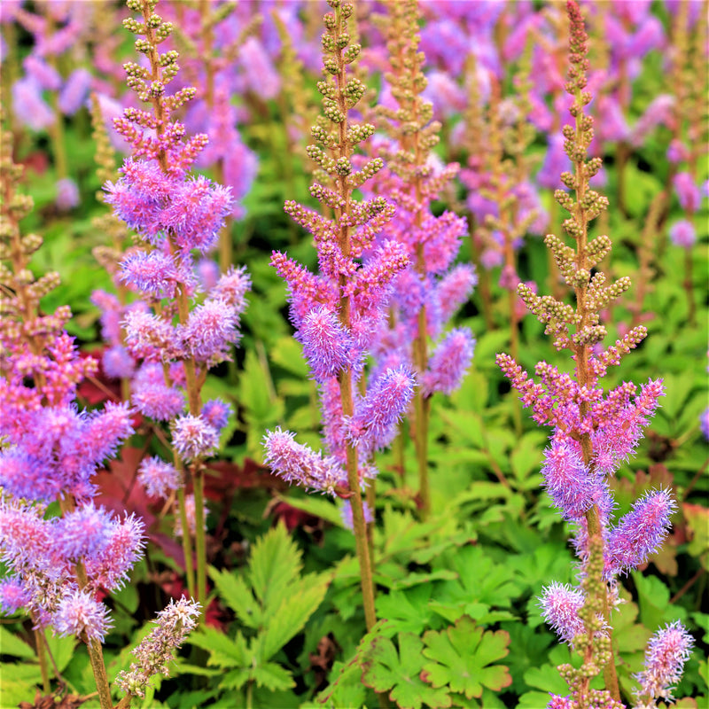 Astilbe Purple Lance