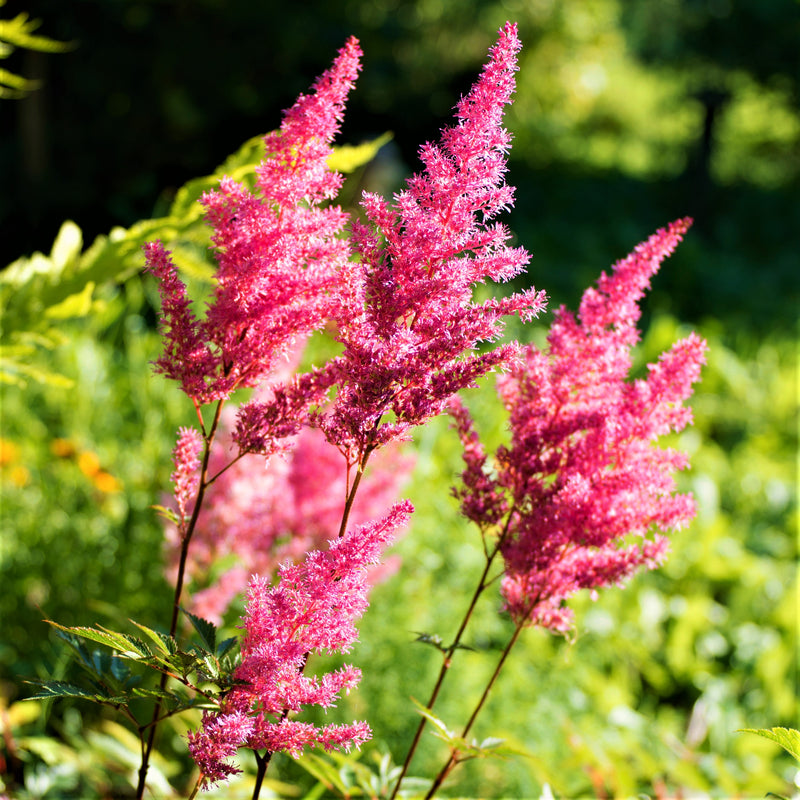 Astilbe Rheinland