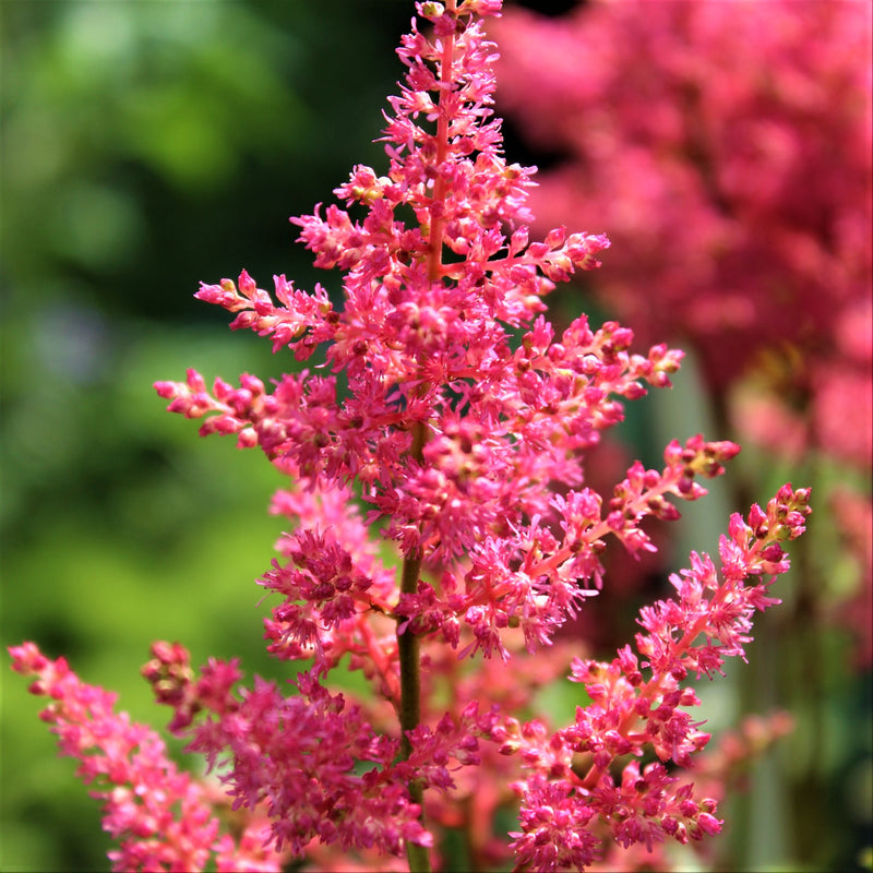 Astilbe Rheinland