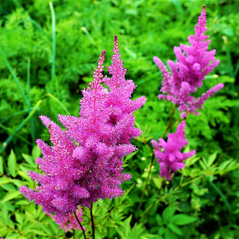 Astilbe Vision