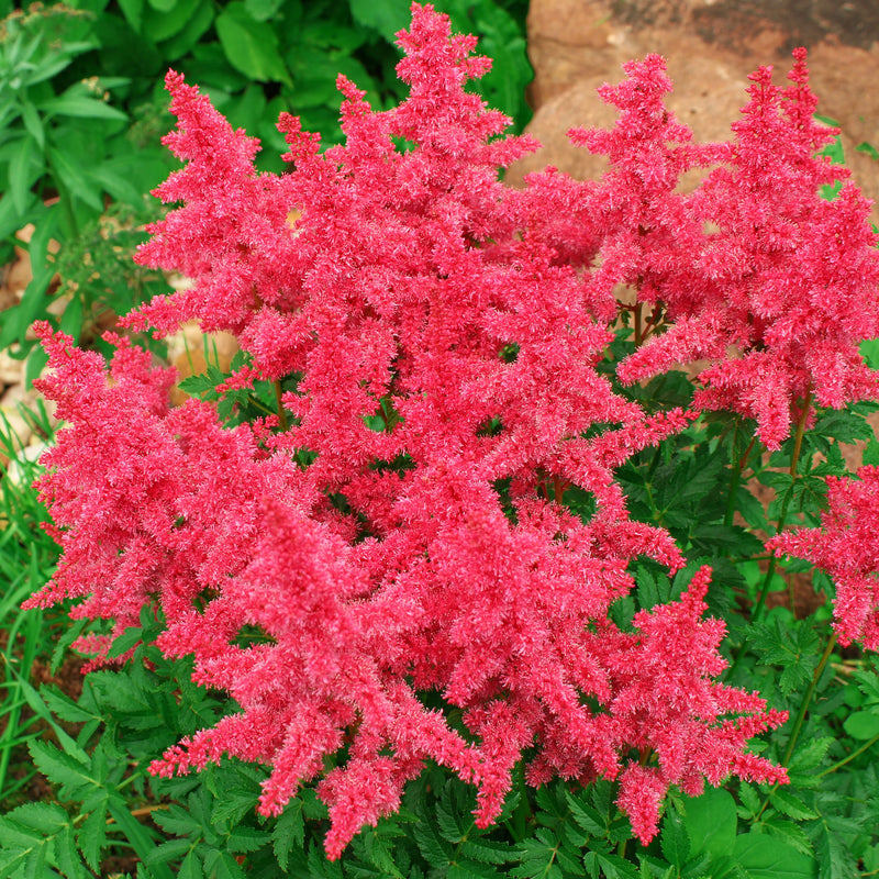 Astilbe Younique Carmine