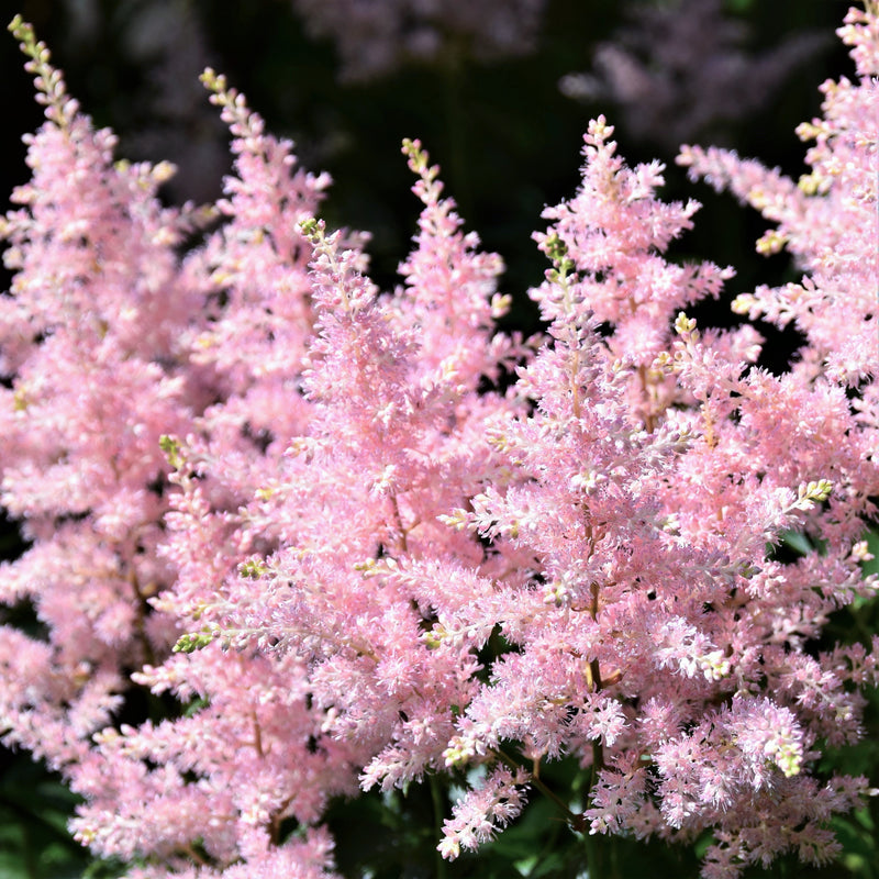 Astilbe Younique Silvery Pink