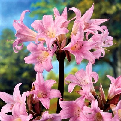 Belladonna Lily Pink