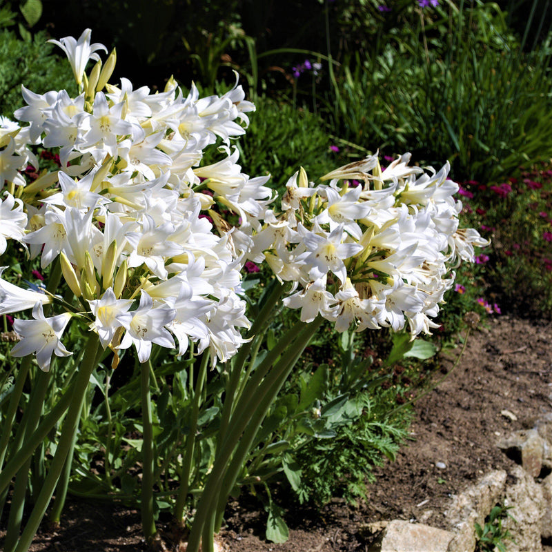 Belladonna Lily White