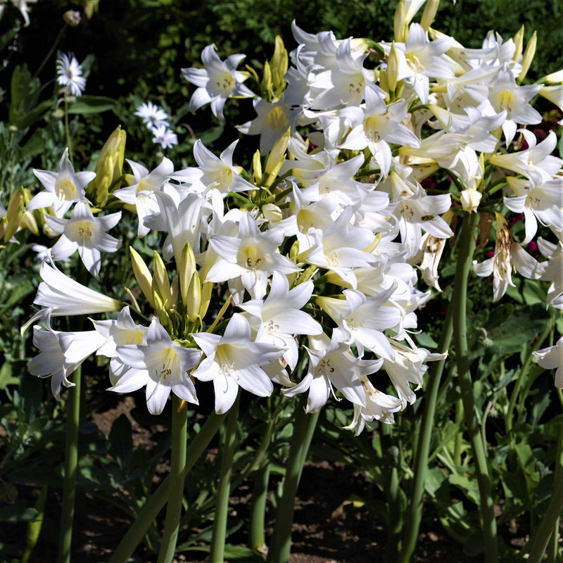 Belladonna Lily White