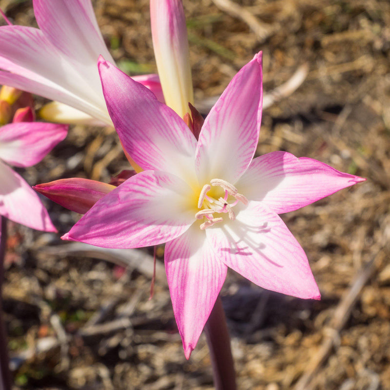 Belladonna Lily Pink Hybrids - Exclusive