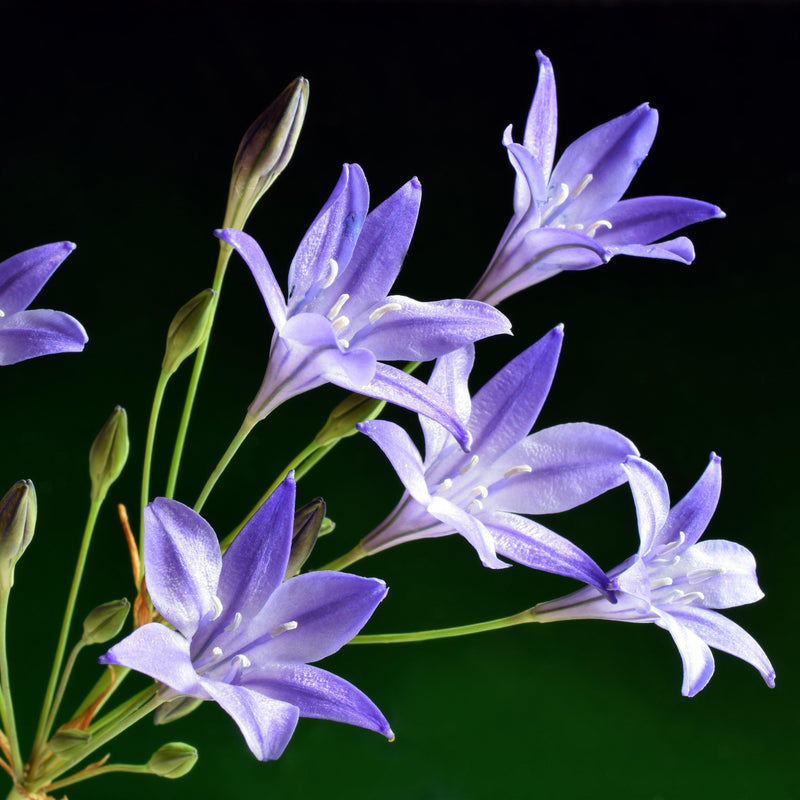 Triteleia Queen Fabiola