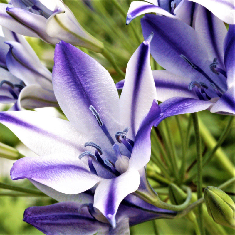 Triteleia Rudy