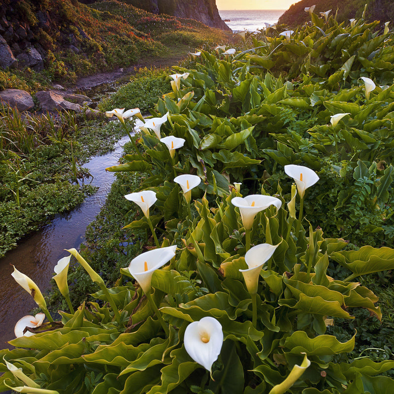 Calla Lily Aethiopica White Giant