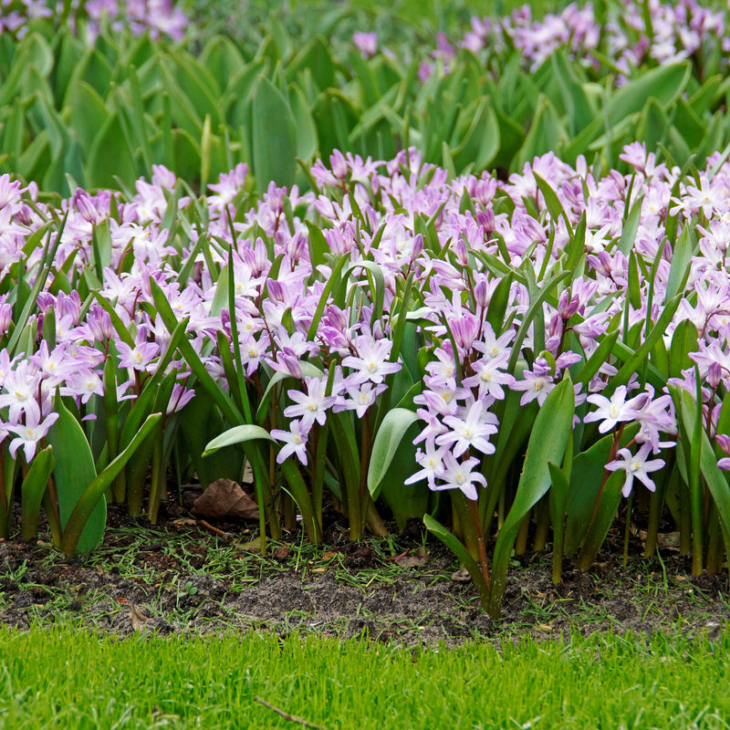 Chionodoxa Pink Giant