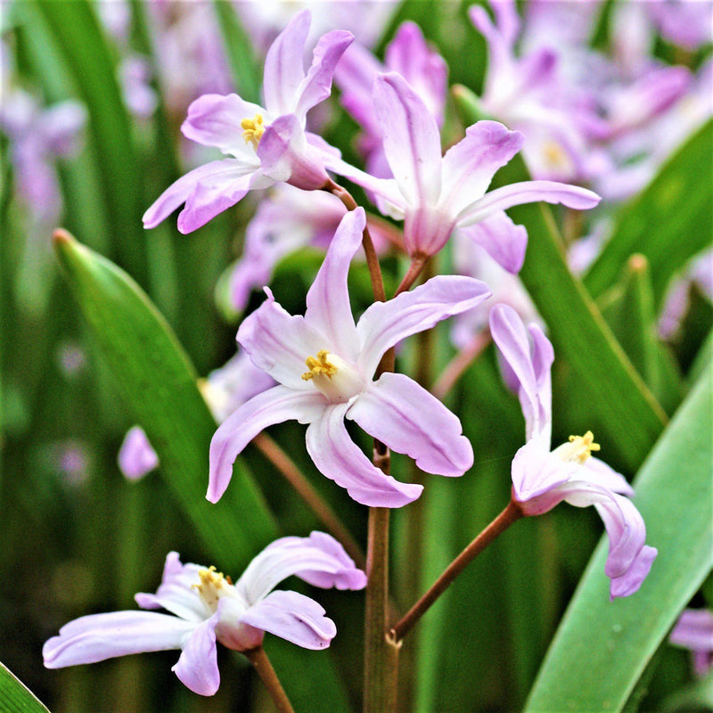 Chionodoxa Violet Beauty