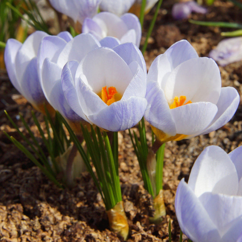 Crocus Chrysanthus Blue Pearl (Fragrant)