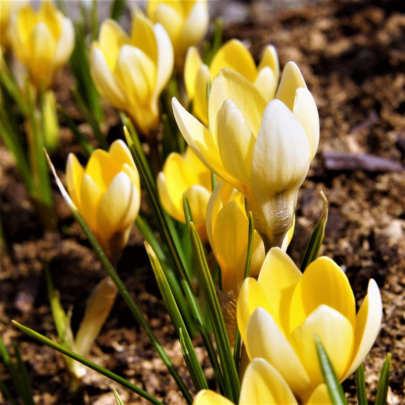 Crocus Chrysanthus Cream Beauty (Fragrant)