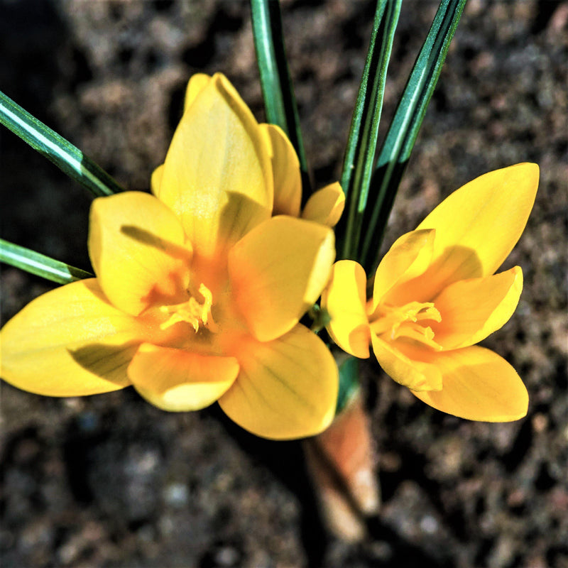 Crocus Vernus Golden Yellow